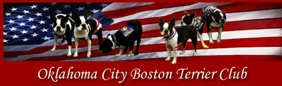 Oklahoma City Boston Terrier Club, Boston Terrier Information, Boston Terrier Rescue, Boston Terrier Breeders in Oklahoma